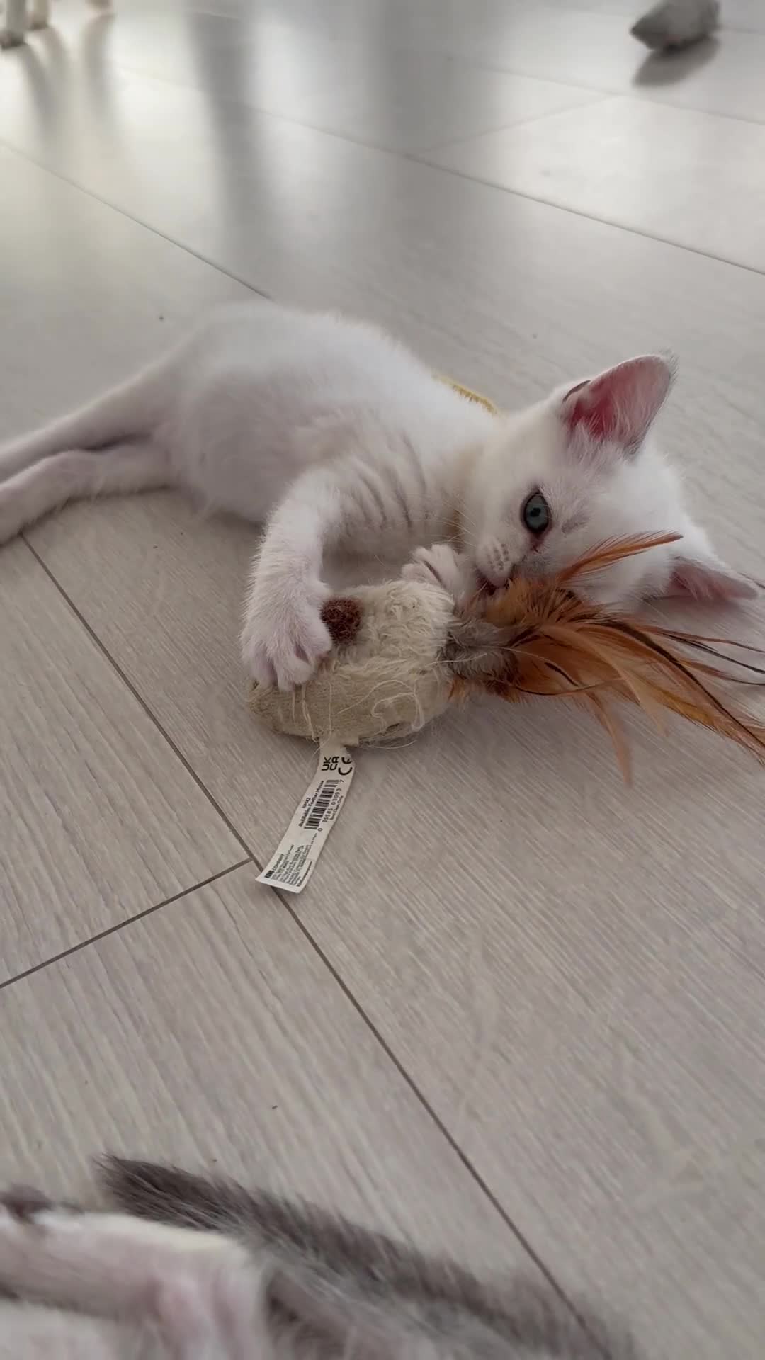 Scottish Fold cats for sale: White Scottish Fold - Video 3