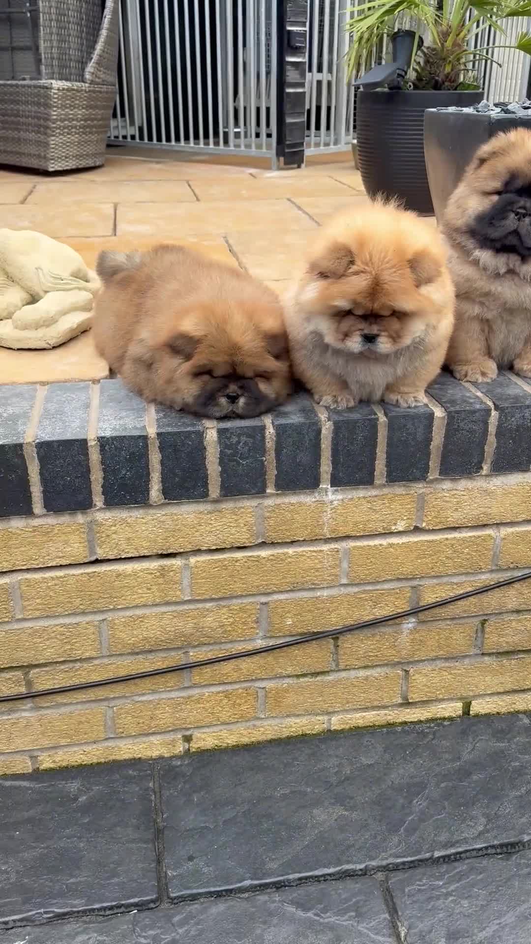 Chow Chow dogs for sale: STUNNING CHOW CHOW PUPPIES READY NOW - Video 1