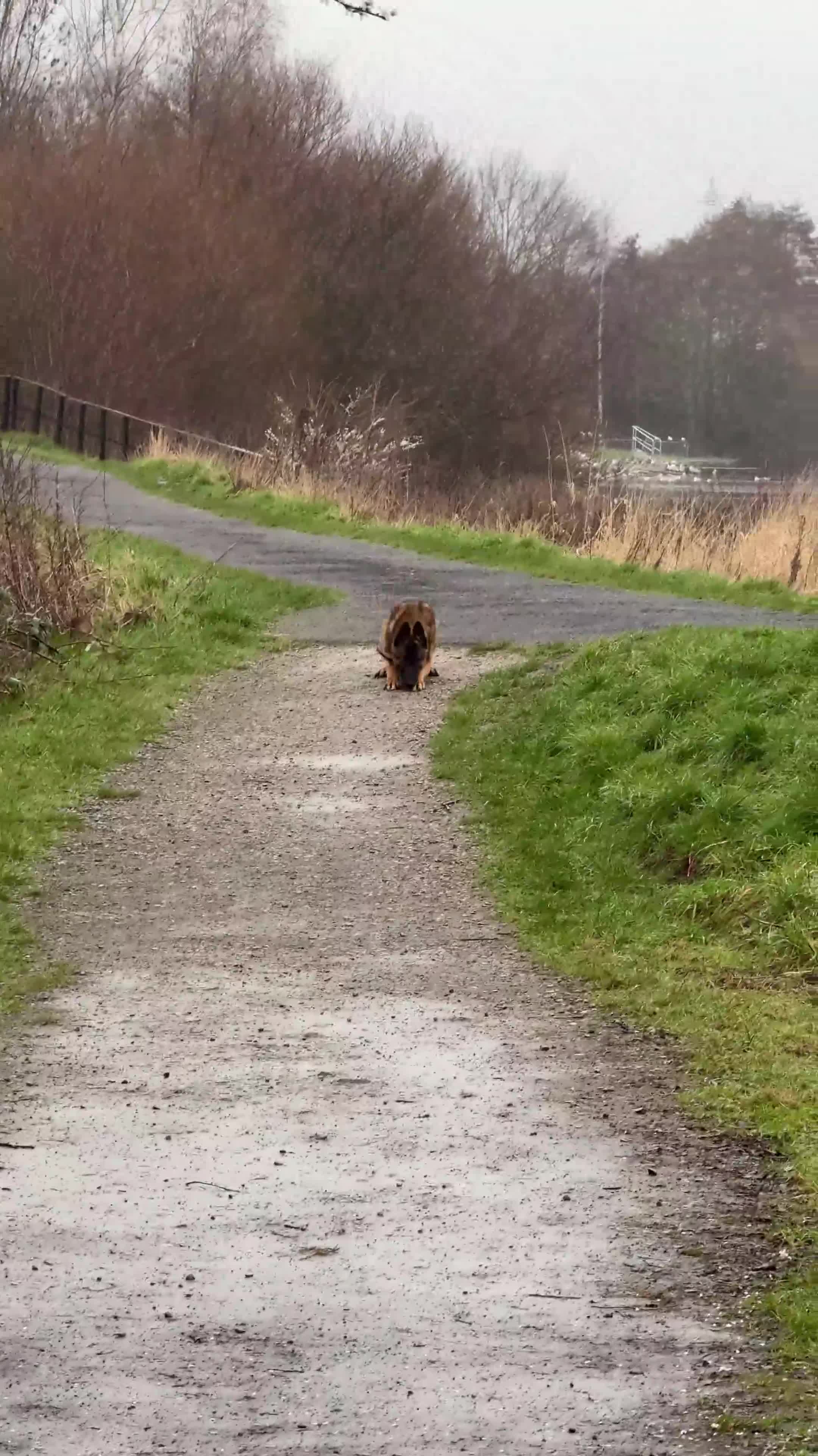 Belgian Shepherd Dog dogs for sale:  7-Month Malinois – Trained Security Prospect - Video 1