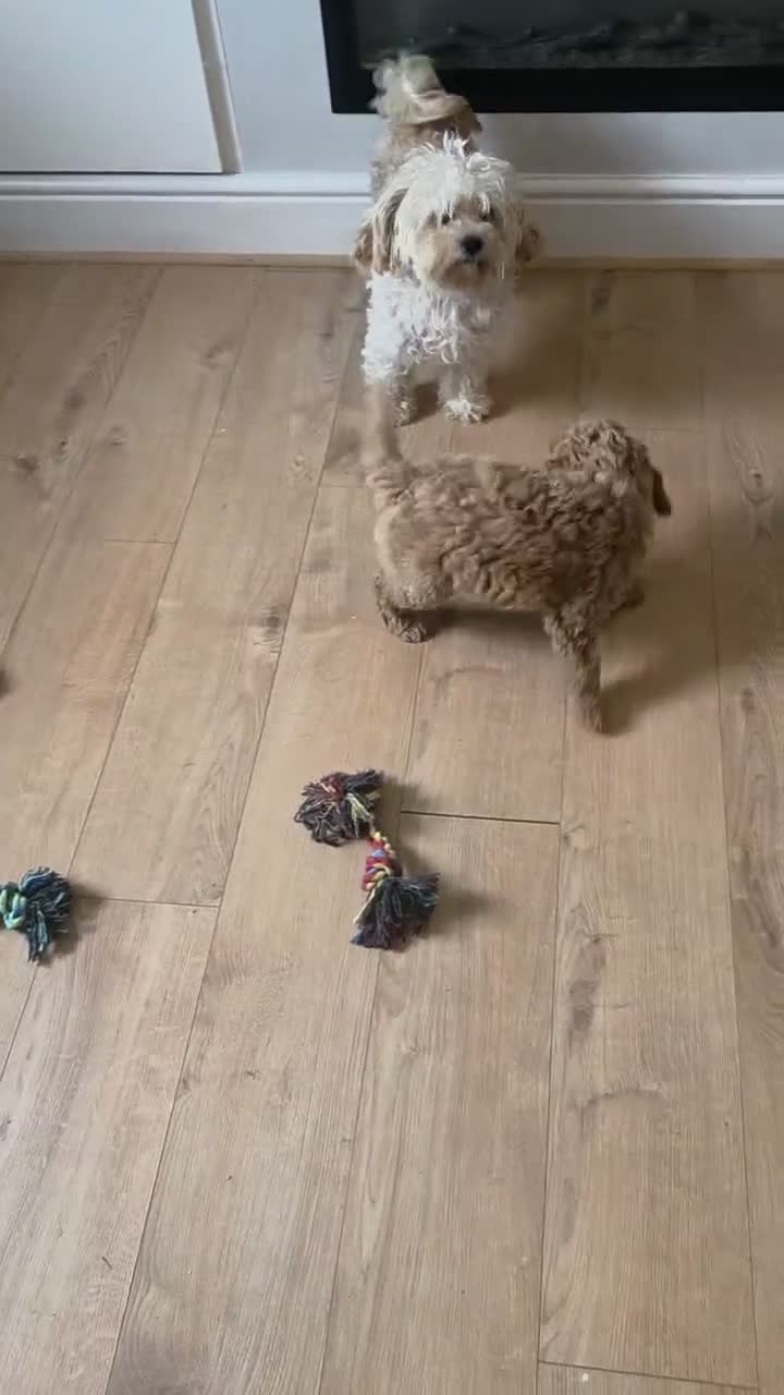 Cavapoochon dogs for sale: Stunning Cavapoochon boy - Video 1