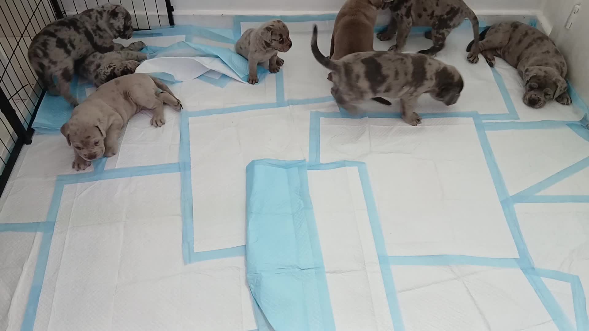 Mixed Breed dogs for sale: Beautiful Molesser Mastiff pups - Video 1