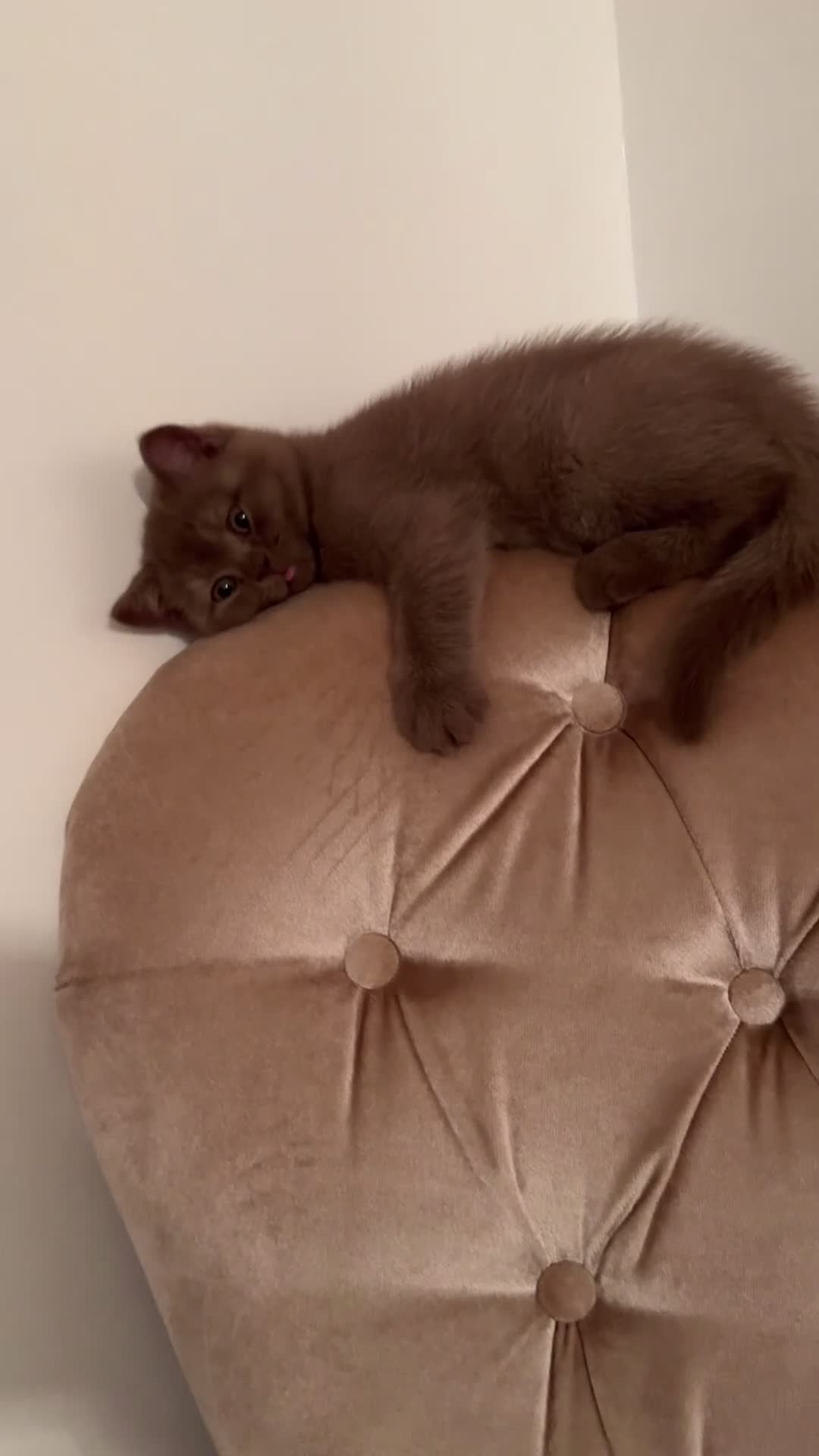 British Shorthair cats for sale: Exceptional Fife Registered BSH Kittens - Video 1