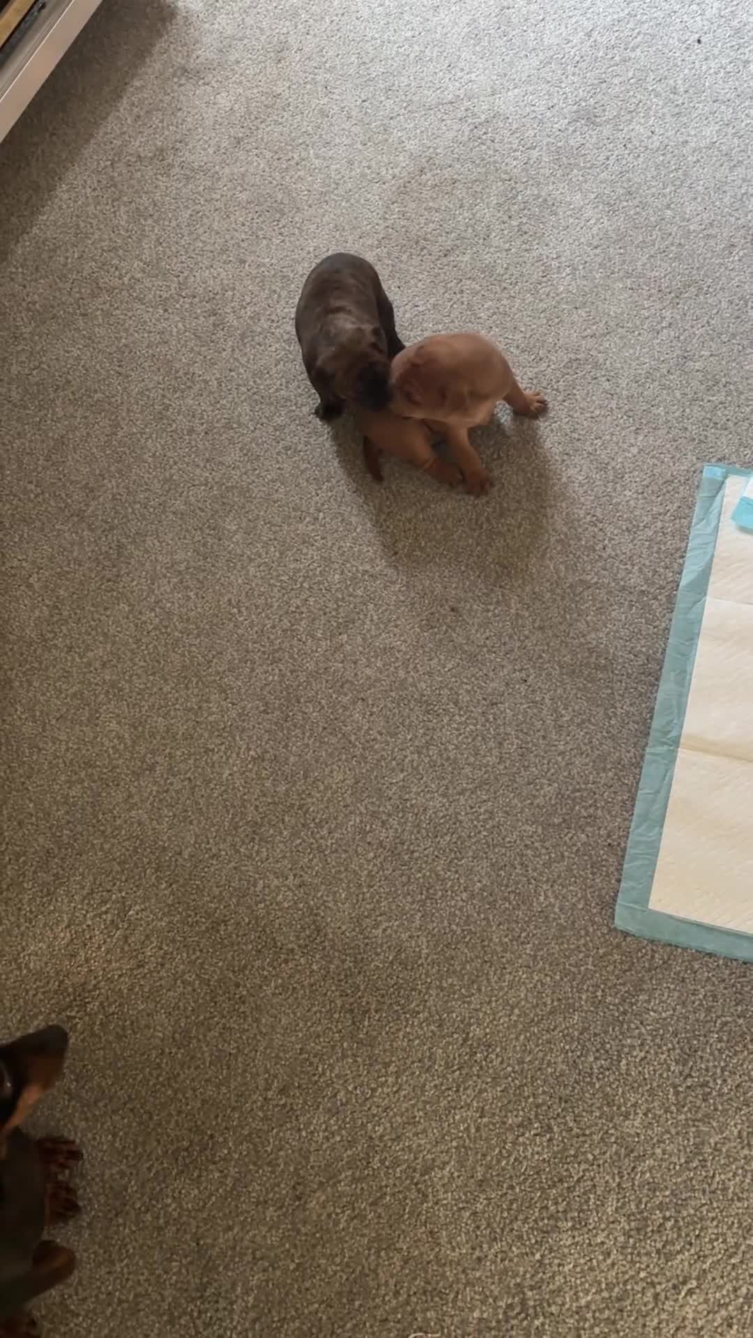 Mixed Breed dogs for sale: French Pinscher Pups - Video 2