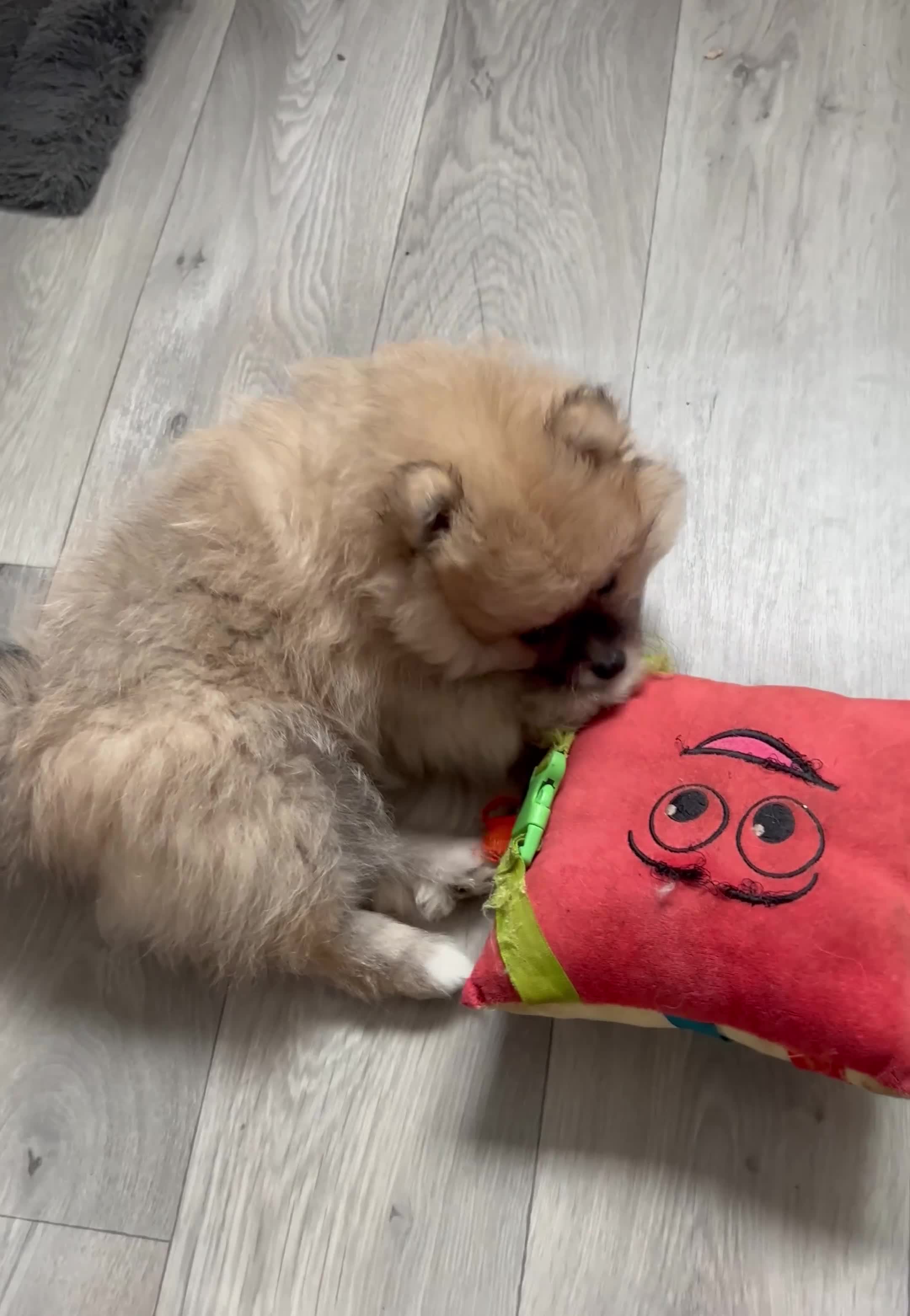 Pomeranian dogs for sale: 4 lovely Pomeranian Puppies for sale AVAILABLE NOW - Video 2