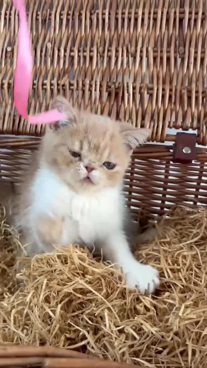 Exotic cats for sale: Stunning exotic kittens high quality m - Video 3