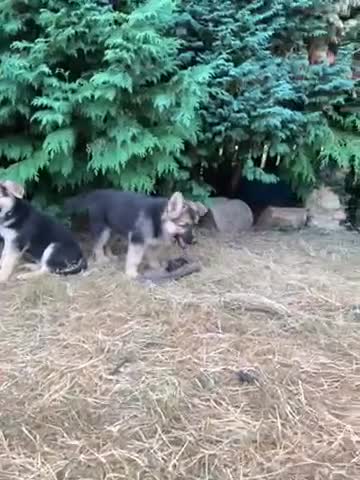 German Shepherd dogs for sale: Quality Straight Backed German Shepherd Puppies - Video 3
