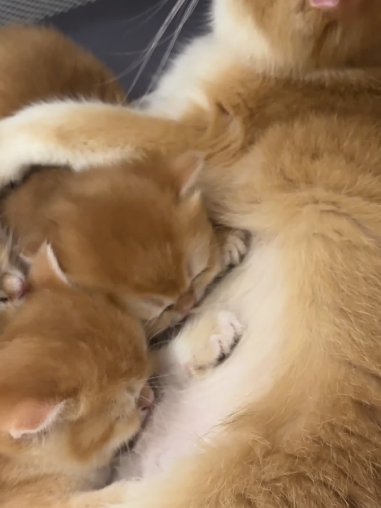 British Shorthair cats for sale: Golden shaded British Shorthair kittens Teddies  - Video 3