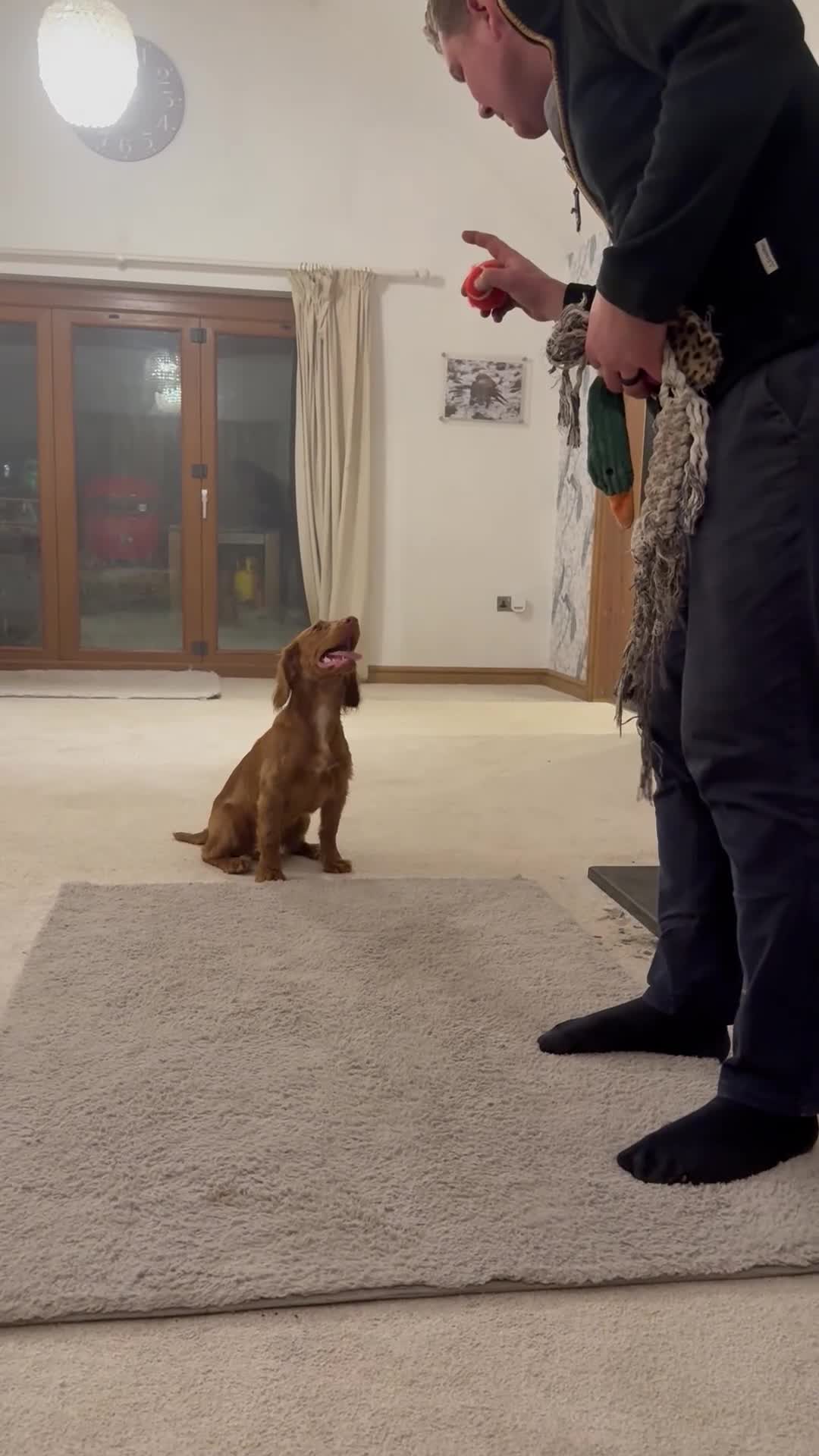 Cocker Spaniel dogs for sale: Max Handsome Golden Cocker  - Video 1