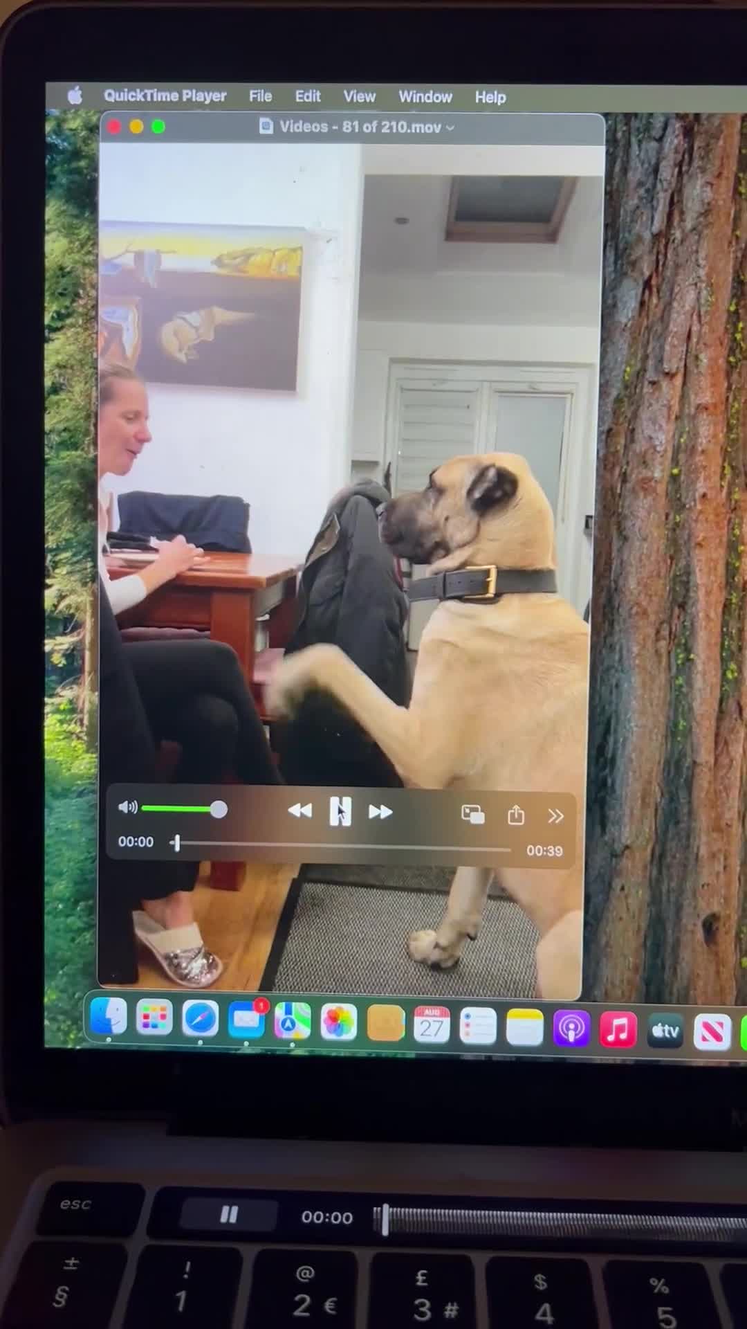 Anatolian Shepherd dogs for sale: Malakli Puppies - Video 5