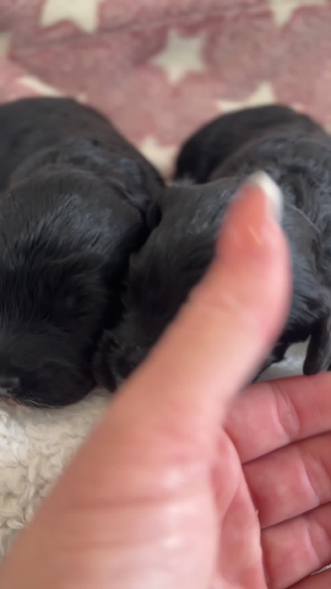 Cavapoo dogs for sale: 🐶 Adorable f1 Cavapoo Puppies 🐶 - Video 3
