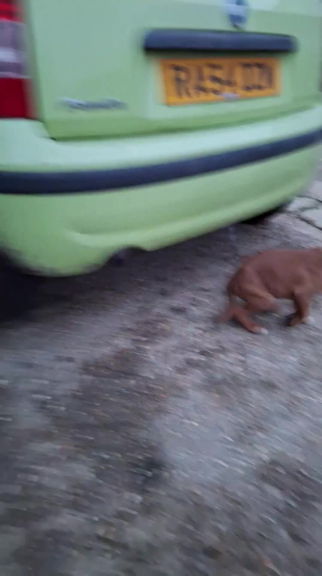 Boxer dogs for sale: Boxer puppies kc registered 5 star licence  - Video 1