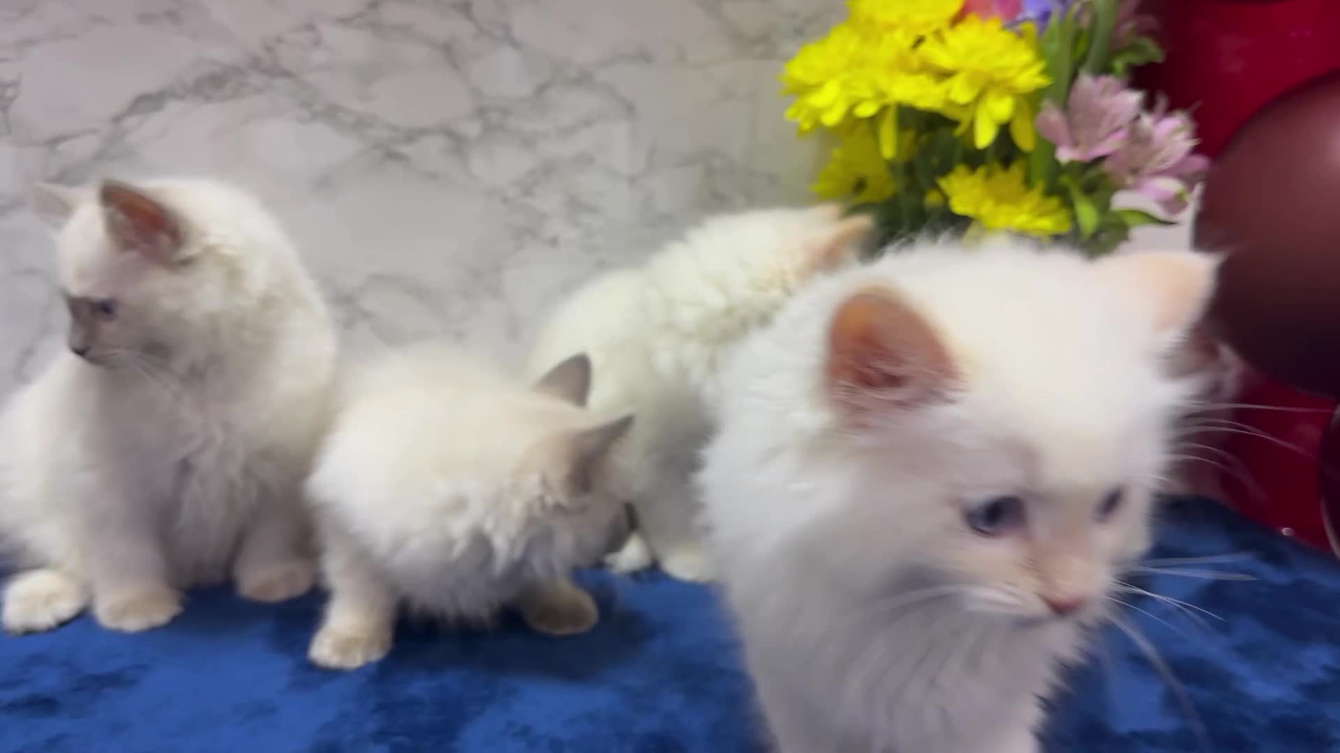 Ragdoll cats for sale: TICA Registered Magnificent Ragdoll kittens  - Video 4