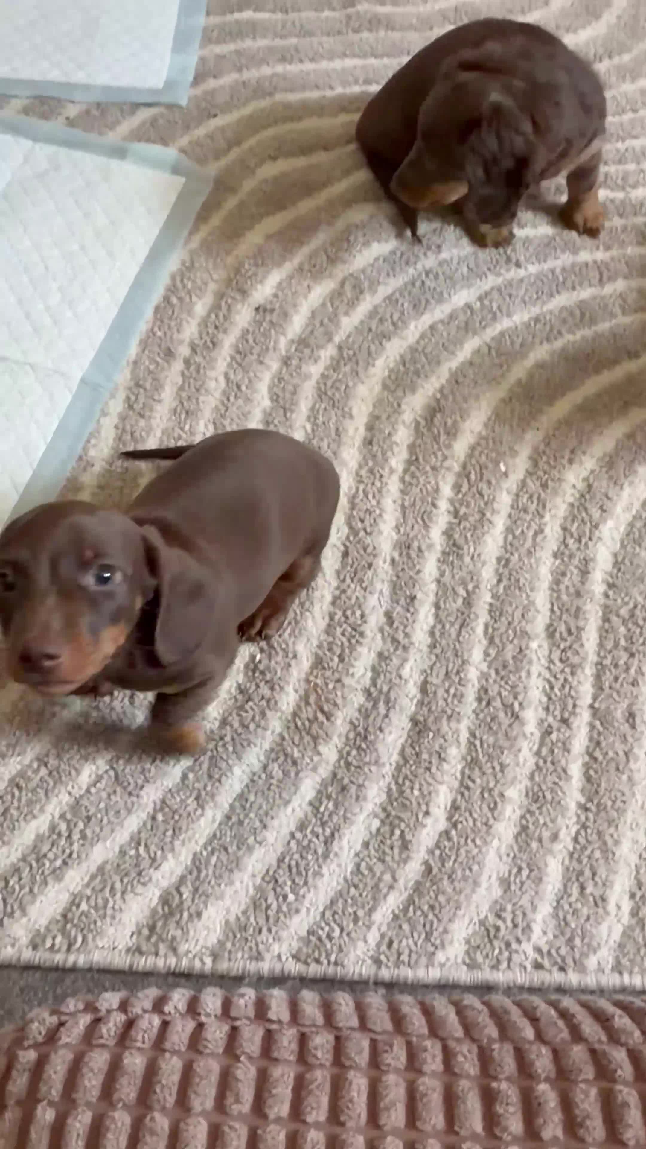 Miniature Dachshund dogs for sale: 2 miniature dachshund puppies for sale - Video 2