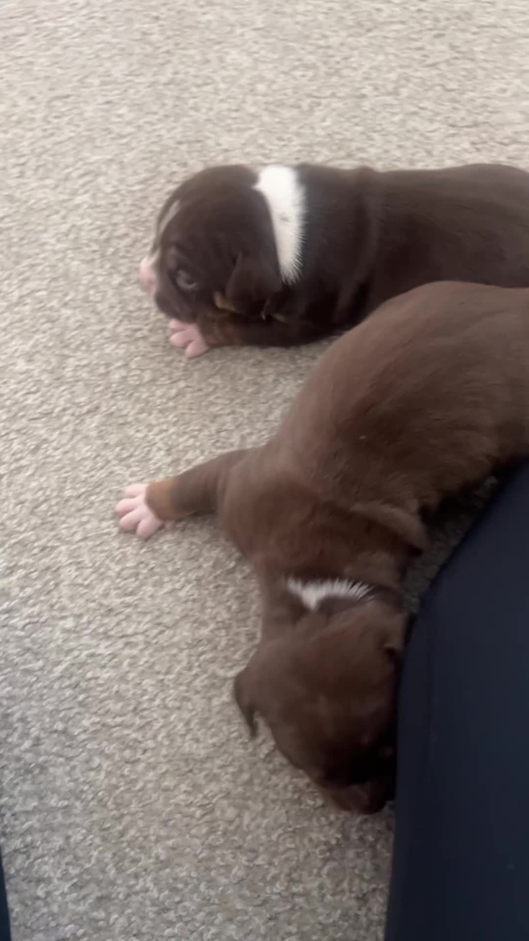 American Bully dogs for sale: American pocket bully  in Newcastle upon Tyne - Video 1