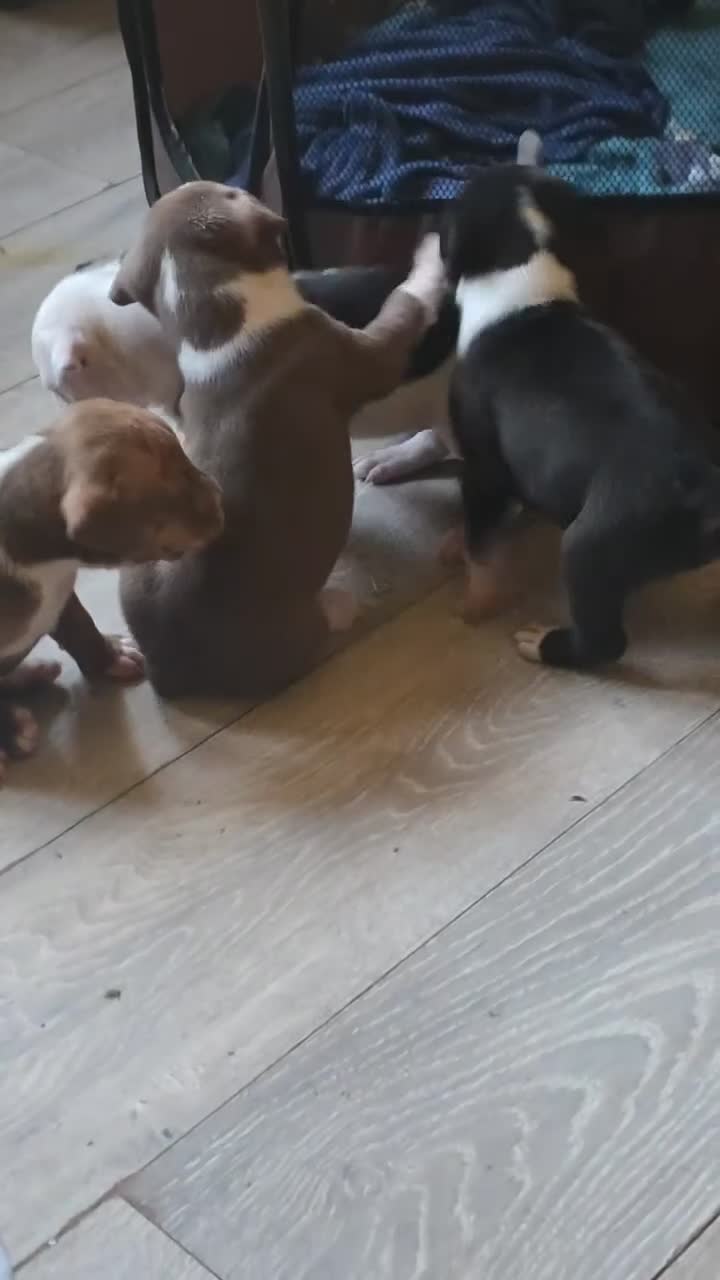 Mixed Breed dogs for sale:  Bully puppies  in Coventry - Video 1