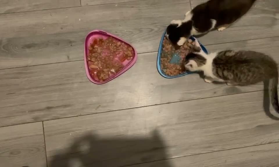 Mixed Breed cats for sale: Kittens for sale Walsall  - Video 4