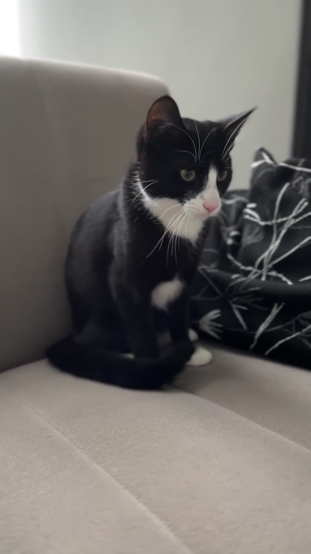 Domestic Shorthair cats for sale: Gentle Black and White Male Cat – Vaccinated - Video 2