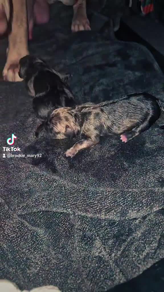 Mixed Breed dogs for sale: PUPPYS READY TO LEAVE  in Edinburgh - Video 1