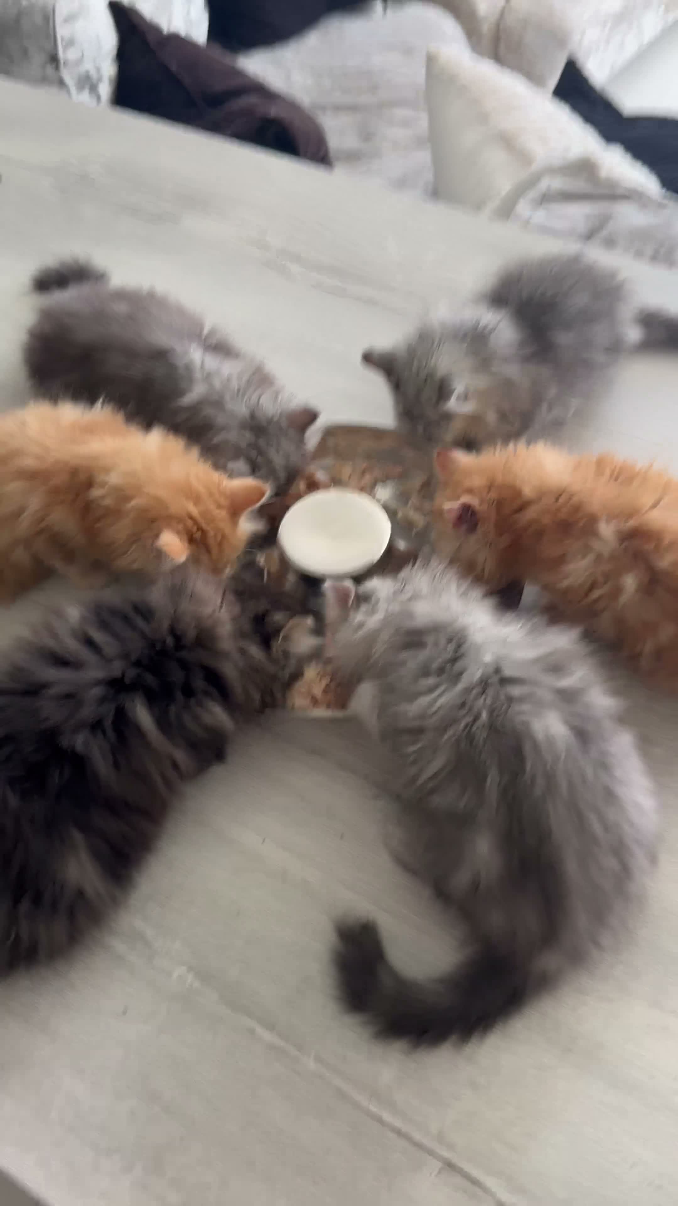 Persian cats for sale: Mango A Gorgeous Golden Doll faced Persian kitten - Video 2