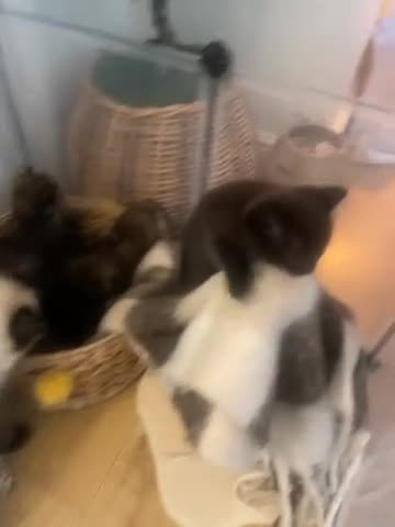 Ragdoll cats for sale: Beautiful Ragdoll × British Shorthair Kittens - Video 2