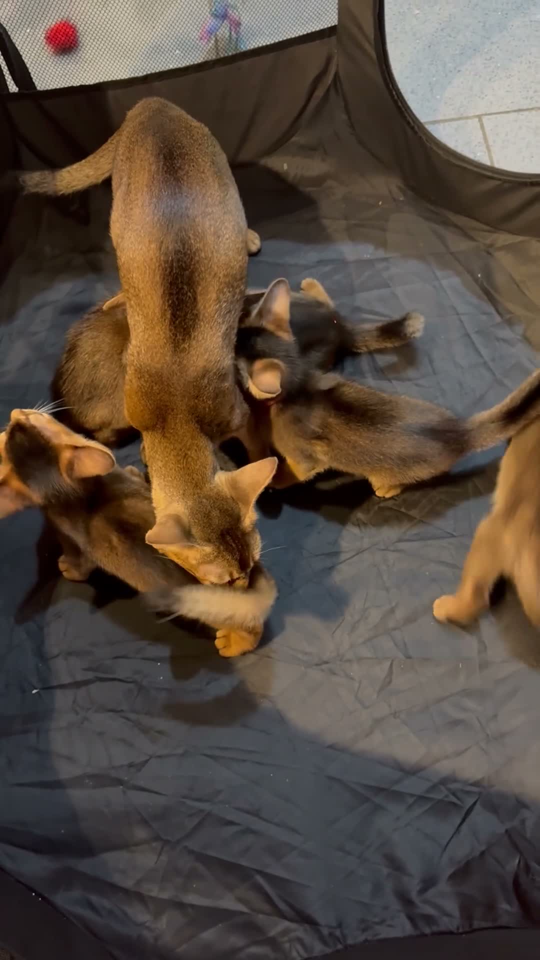 Abyssinian cats for sale: Five Abyssinian kittens with lots of love to give - Video 3