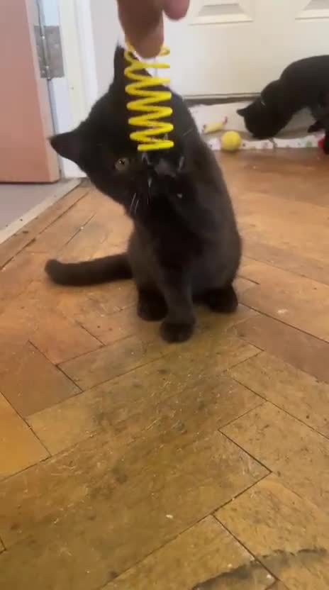 British Shorthair cats for sale: GCCF Black British Shorthair Kittens - Video 1