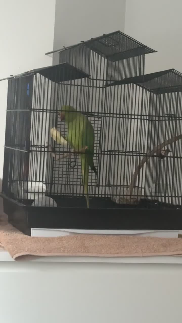 Ringnecks birds for sale: Female Indian Ringneck parrot💚 - Video 3