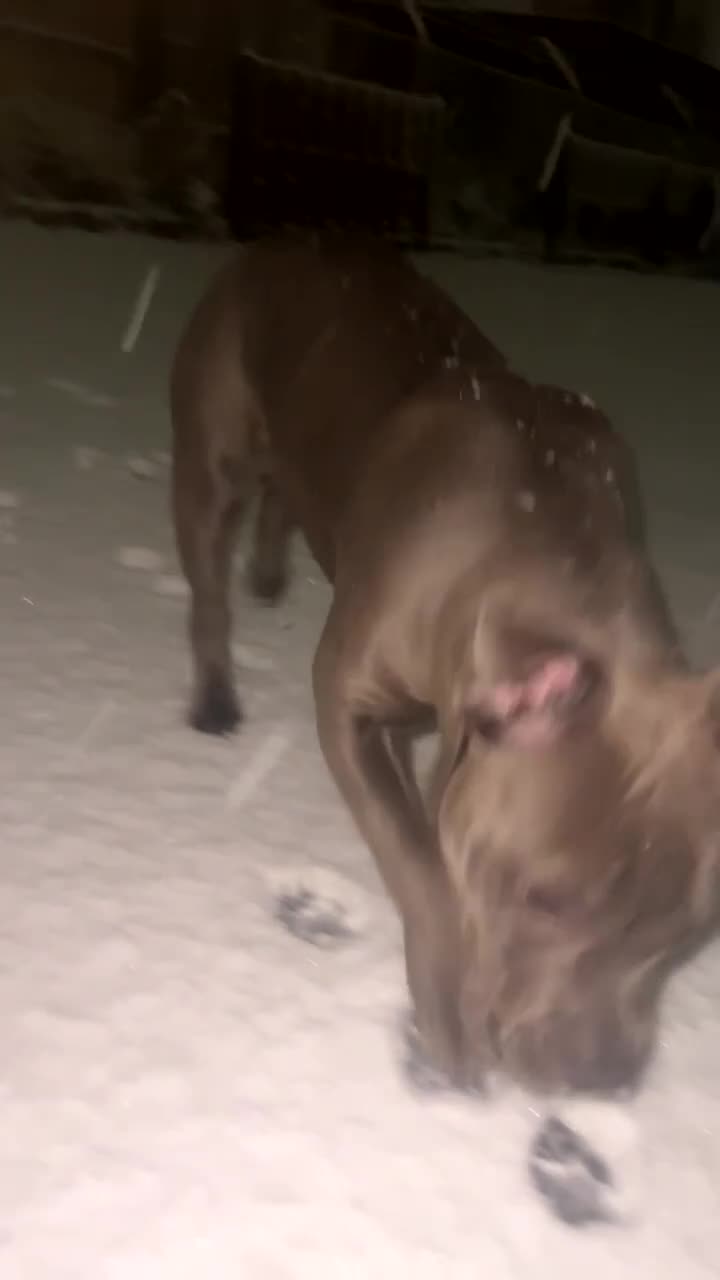 Mixed Breed dogs for sale: Pocket Bully X Wnglish Mastiff in Holywell - Video 2