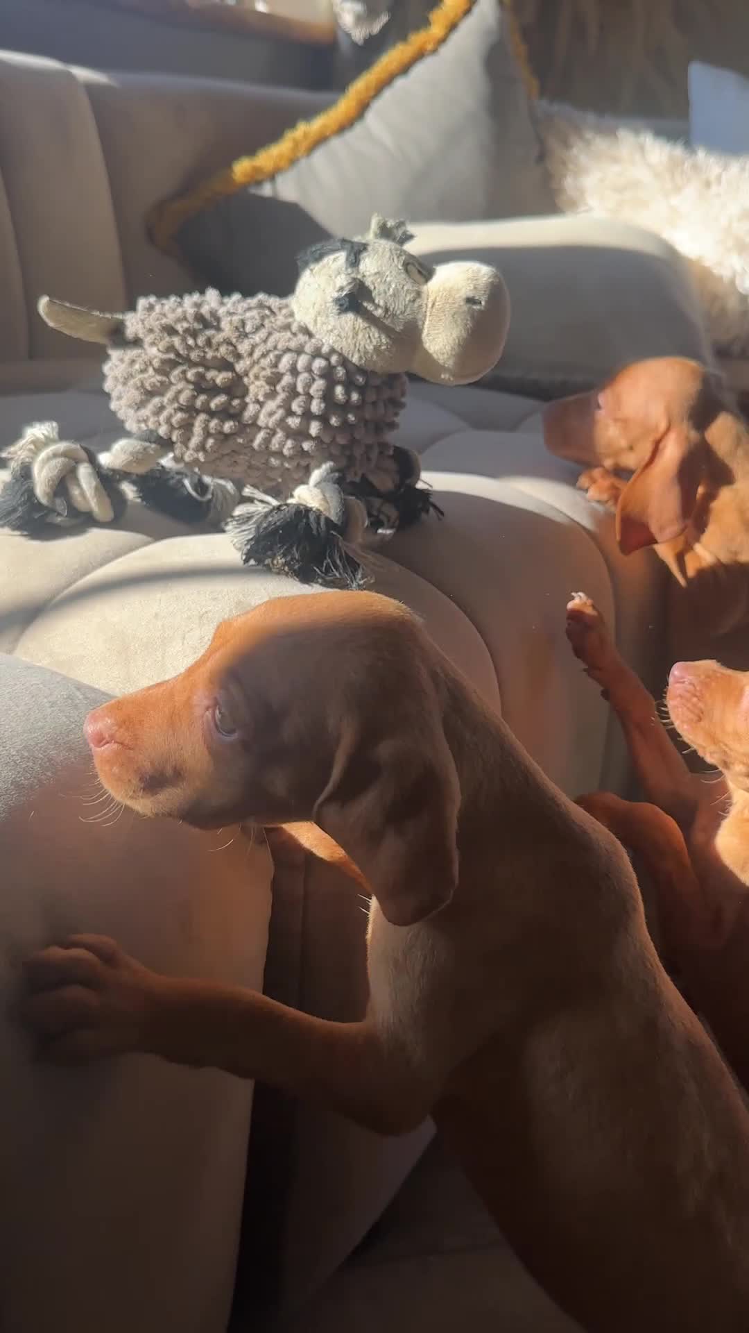 Hungarian Vizsla dogs for sale: 🐾KC Registered Hungarian Vizsla puppies🐾 - Video 3