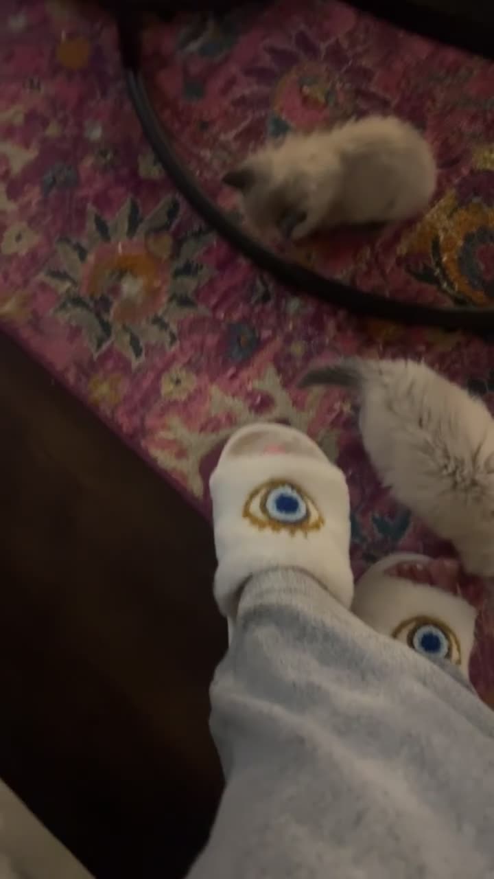 Ragdoll cats for sale: Ragdoll Kitten - Video 2