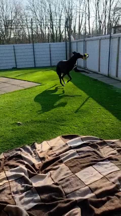 Greyhound dogs for adoption: Tupelo - Video 1