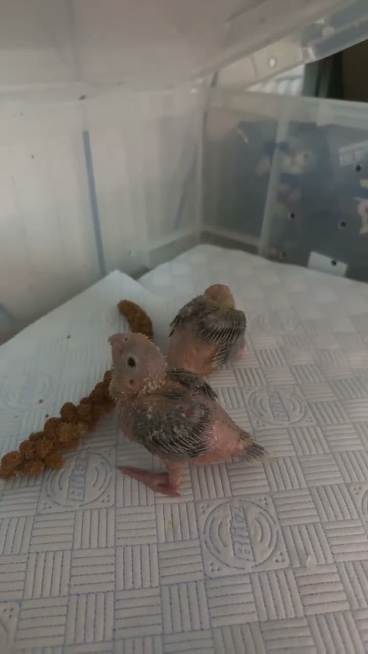Conures birds for sale: Hand reared DNA tested green cheeked conures - Video 1