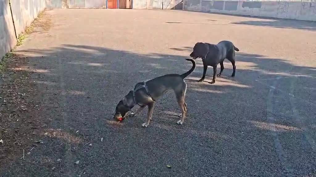 Mixed Breed dogs for adoption: FREYA - 18 Months Old, Hound Mix Girl - Video 2