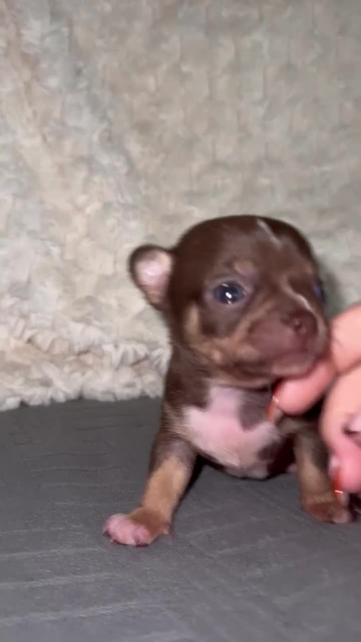 Chihuahua dogs for sale: Tri coloured male chihuahua ready to leave - Video 1