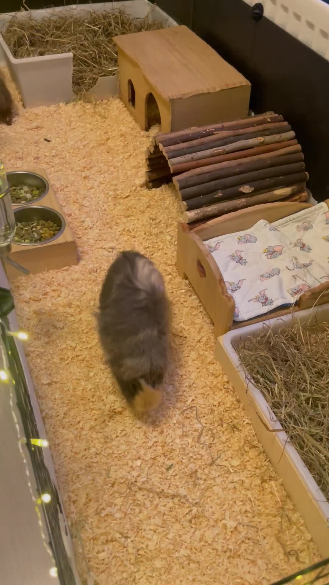 Guinea Pig rodents for sale: Two male guinea pigs with full set up and extras - Video 1