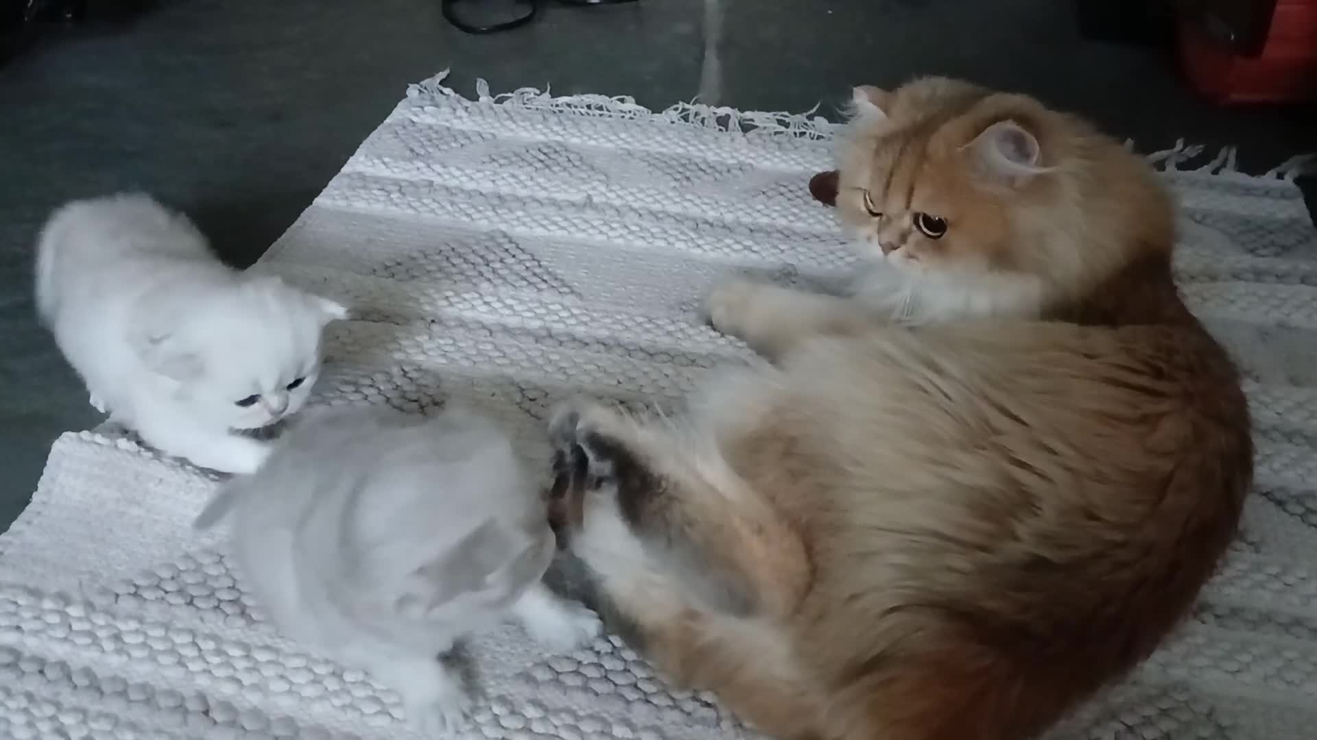 British Shorthair cats for sale: Teddy face kitten with extra long hair  - Video 4