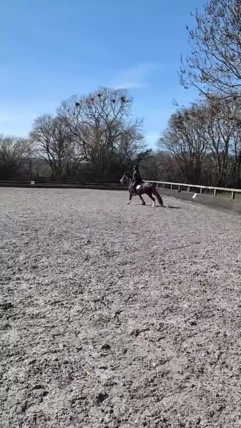 Welsh Section D horses for sale: Artful Dodger | 14’2/3 hh | 6 yr old | Welsh in Yeovil - Video 1