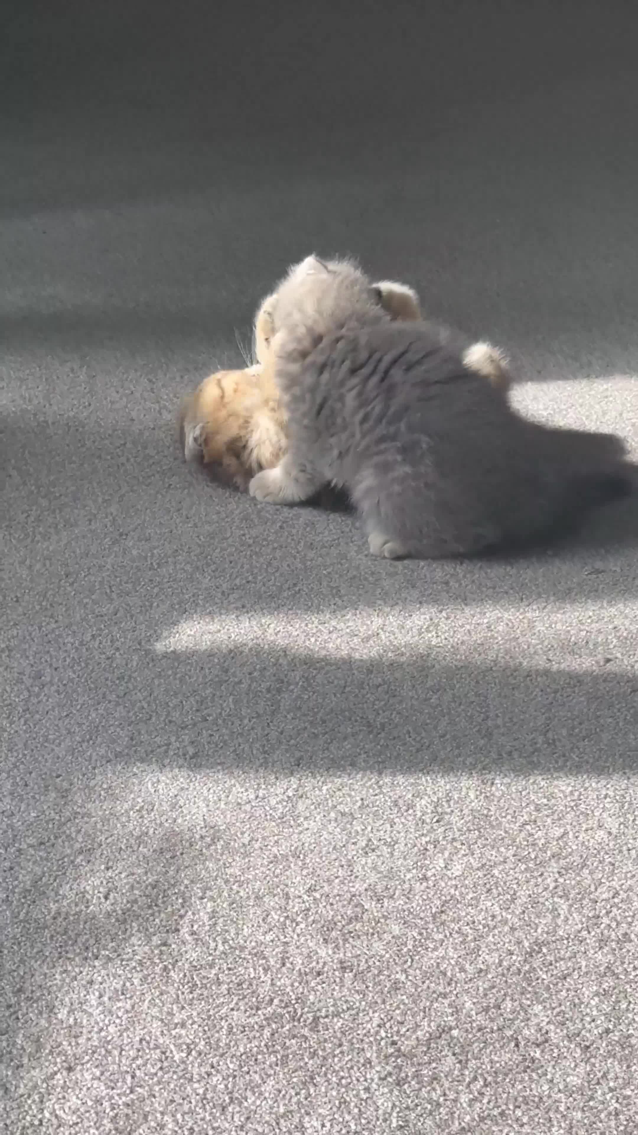 British Shorthair cats for sale: BSH beautiful kittens for sale  in Wigston - Video 2