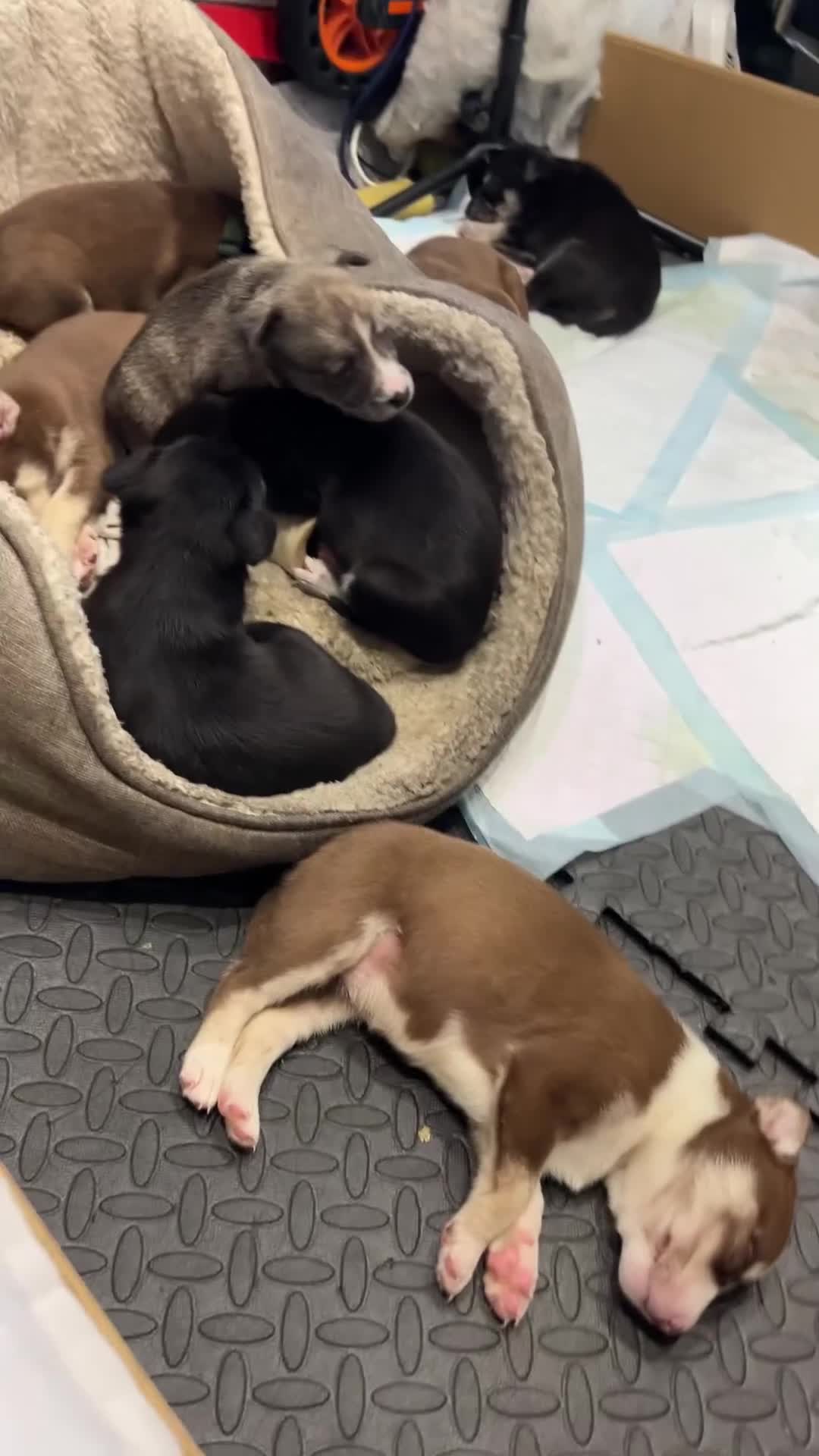 Mixed Breed dogs for sale: Blue nose staff x Siberian husky pups GOING FAST - Video 3