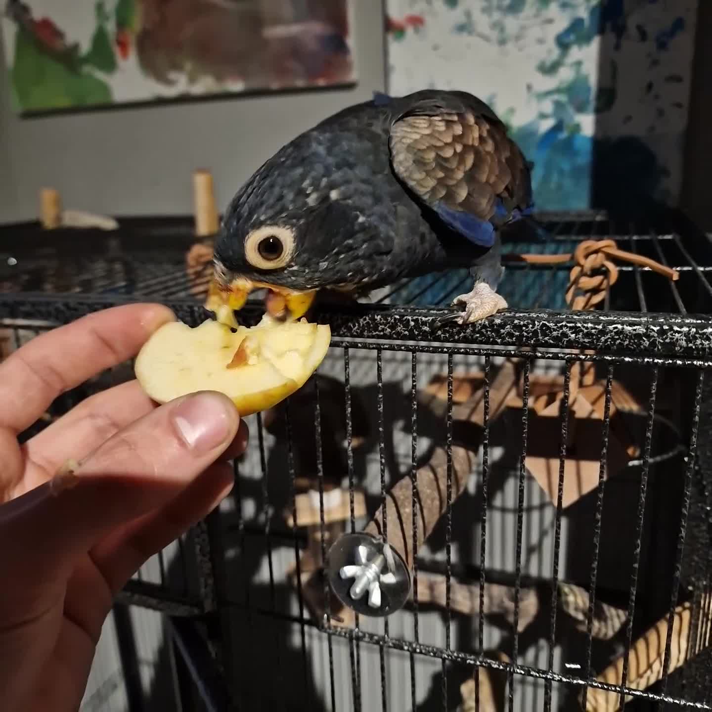 Parrots birds for sale: Bronze wing Pionus female 3 years old - Video 4