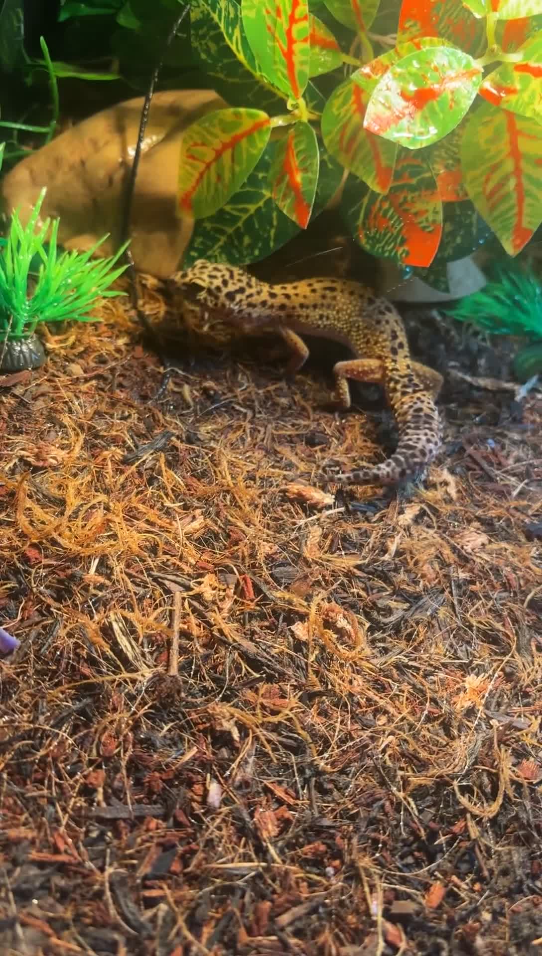 Leopard Gecko reptiles for sale: Leopard gecko with full set up in Worcester - Video 1