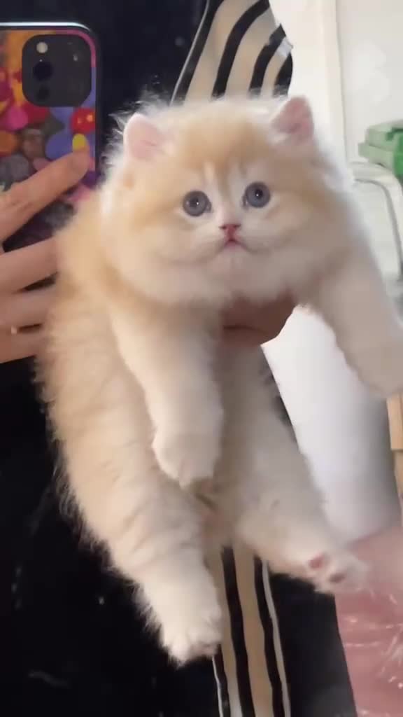 British Longhair cats for sale: British longhair kitten CY12 unique lilac color - Video 1