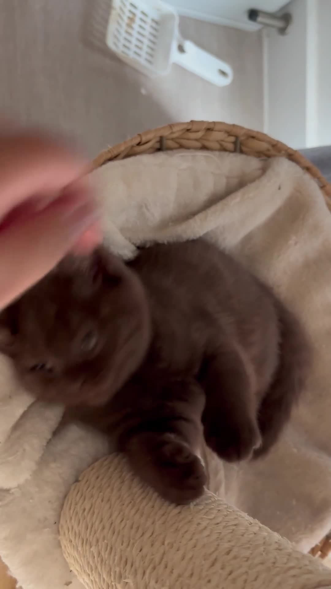 British Shorthair cats for sale: 🏆 pedigree British shorthair🏆 - Video 1