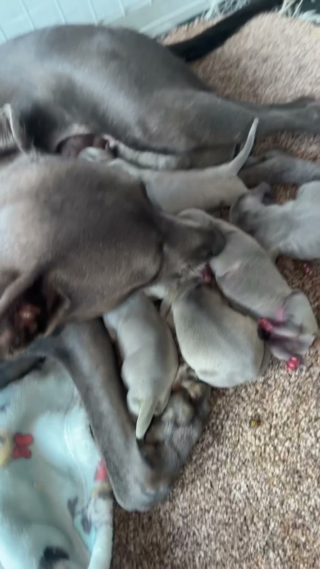 Whippet dogs for sale: Blue whippet puppies 💙 - Video 1