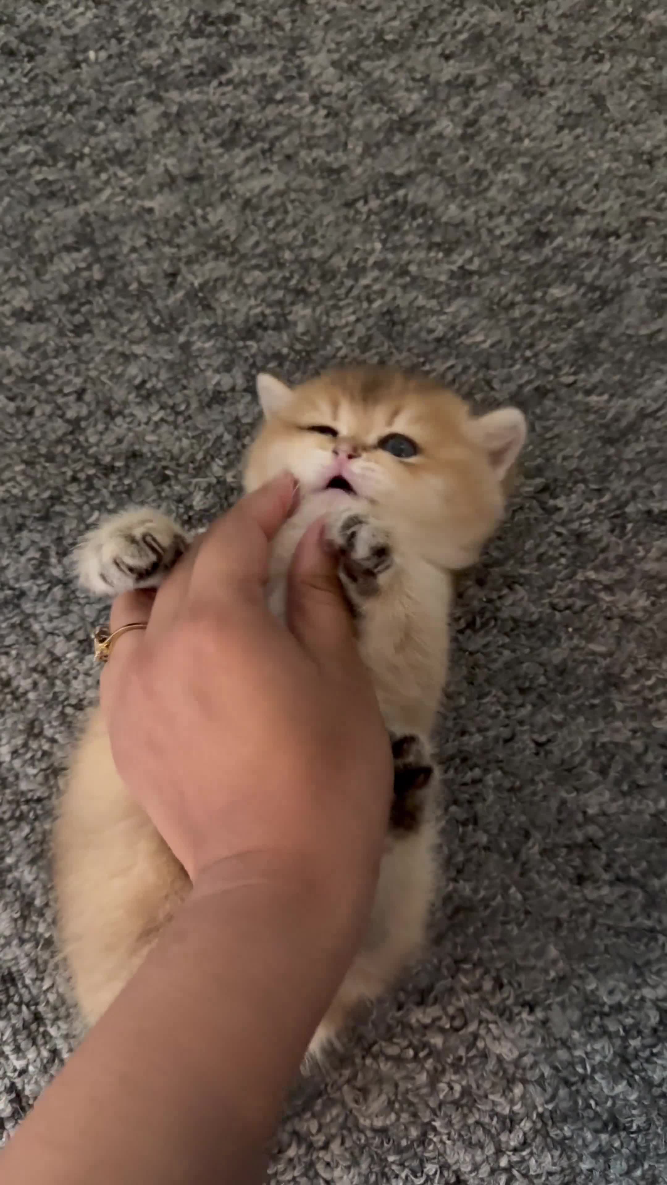 British Shorthair cats for sale: Golden and Silverline BSH  - Video 3