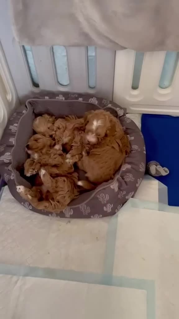 Maltipoo dogs for sale: Beautiful Red F1 Maltipoos - Video 2