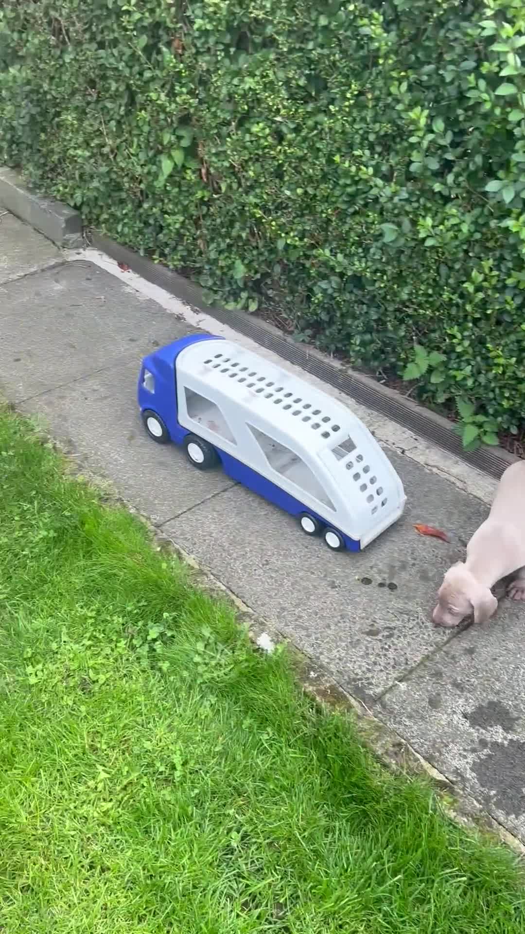 Weimaraner dogs for sale: Kc reg Weimaraner - Video 3