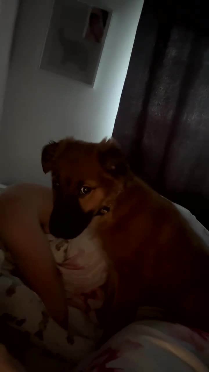 Mixed Breed dogs for sale: Mixed breed  - Video 1