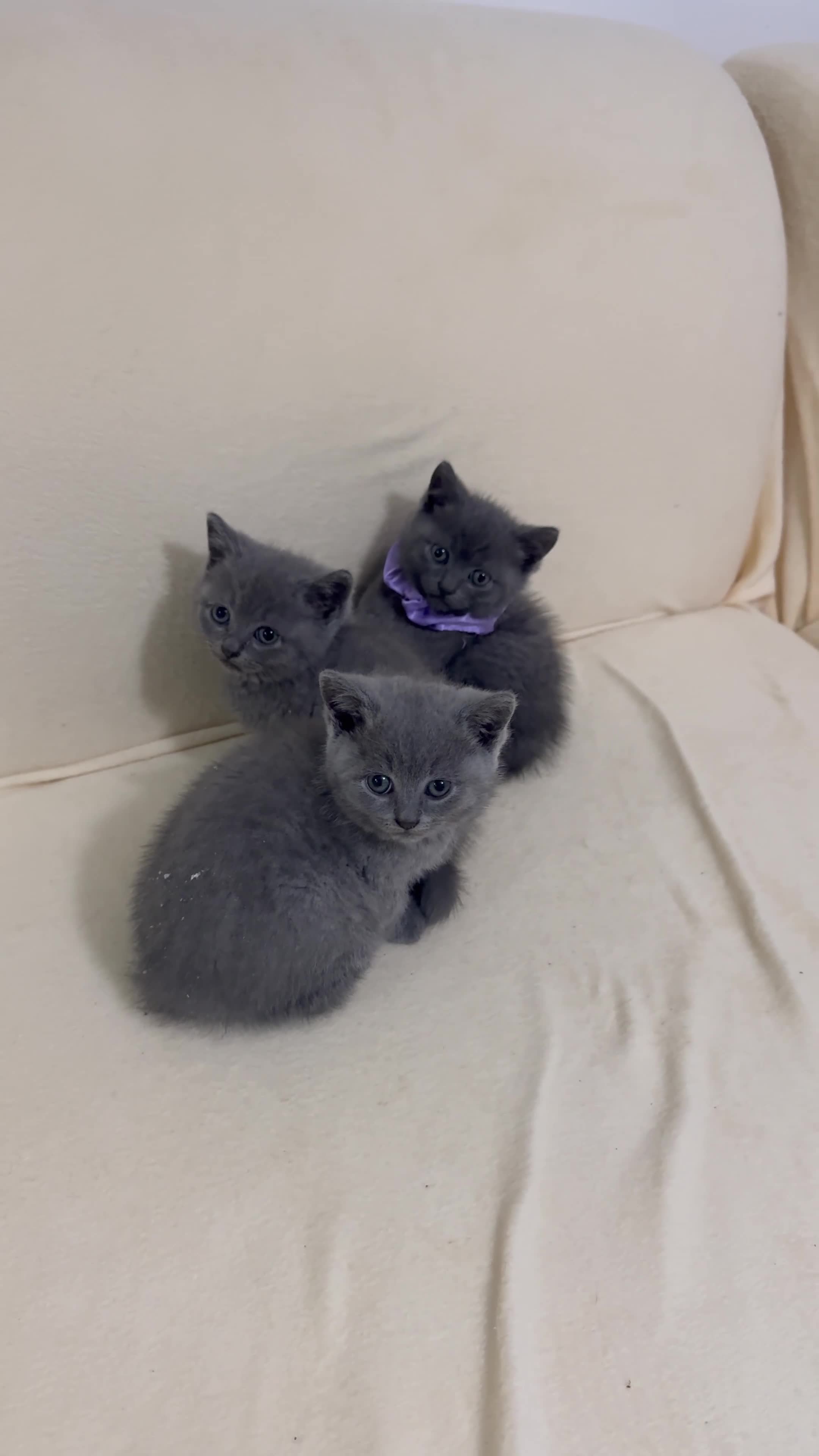 British Shorthair cats for sale: SCOTTISH STRAIGHT KITTENS  - Video 1