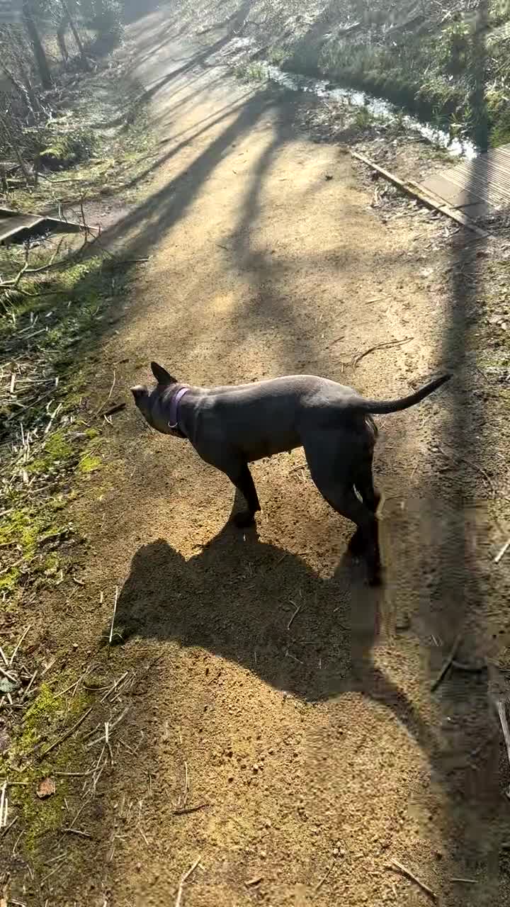 Mixed Breed dogs for sale: Beautiful Staffie cross  - Video 1